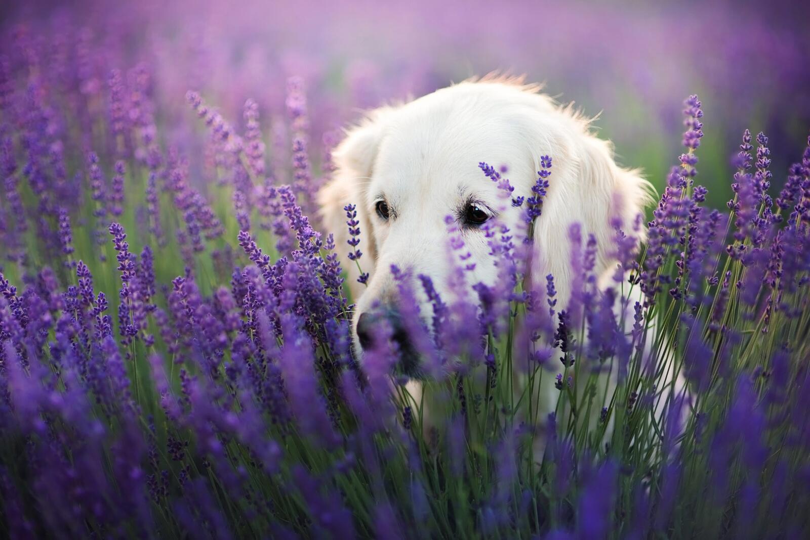 Free photo White Labrador in lavender