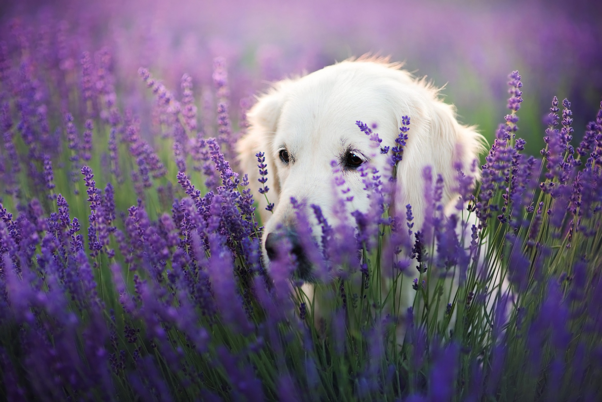 免费照片薰衣草中的白色拉布拉多犬