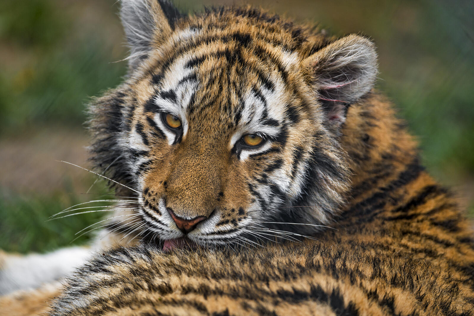 Бесплатное фото Скачать тигр, морда картинки бесплатно