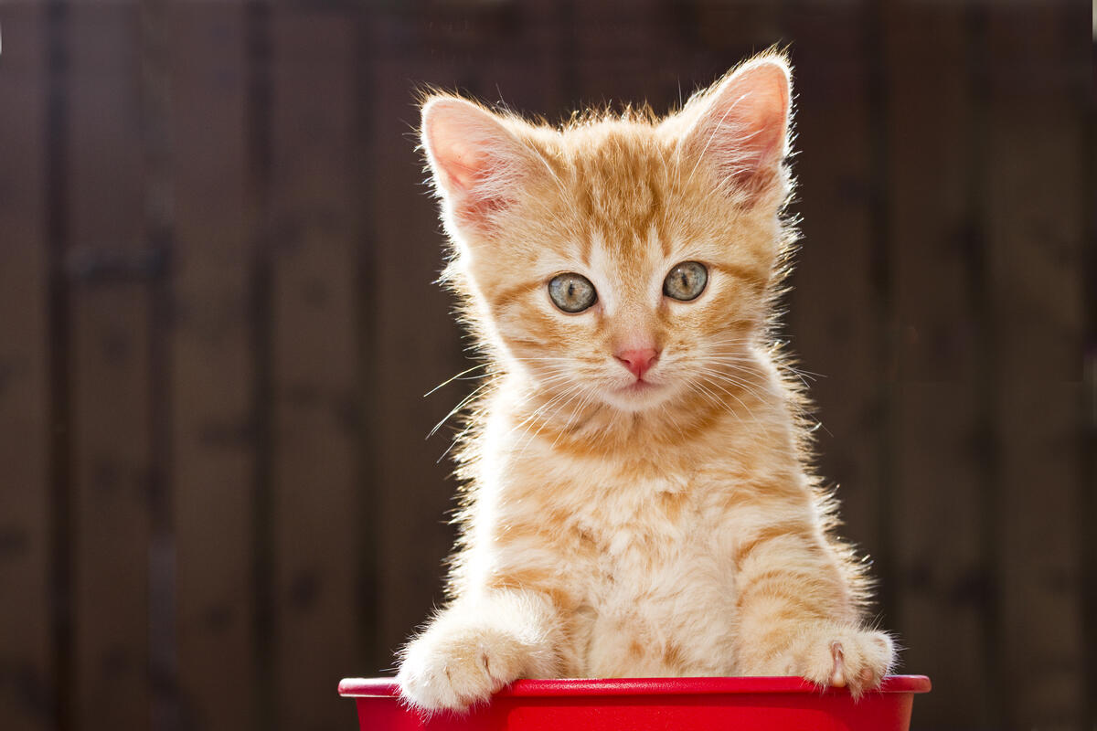 Kitten posing in a bucket