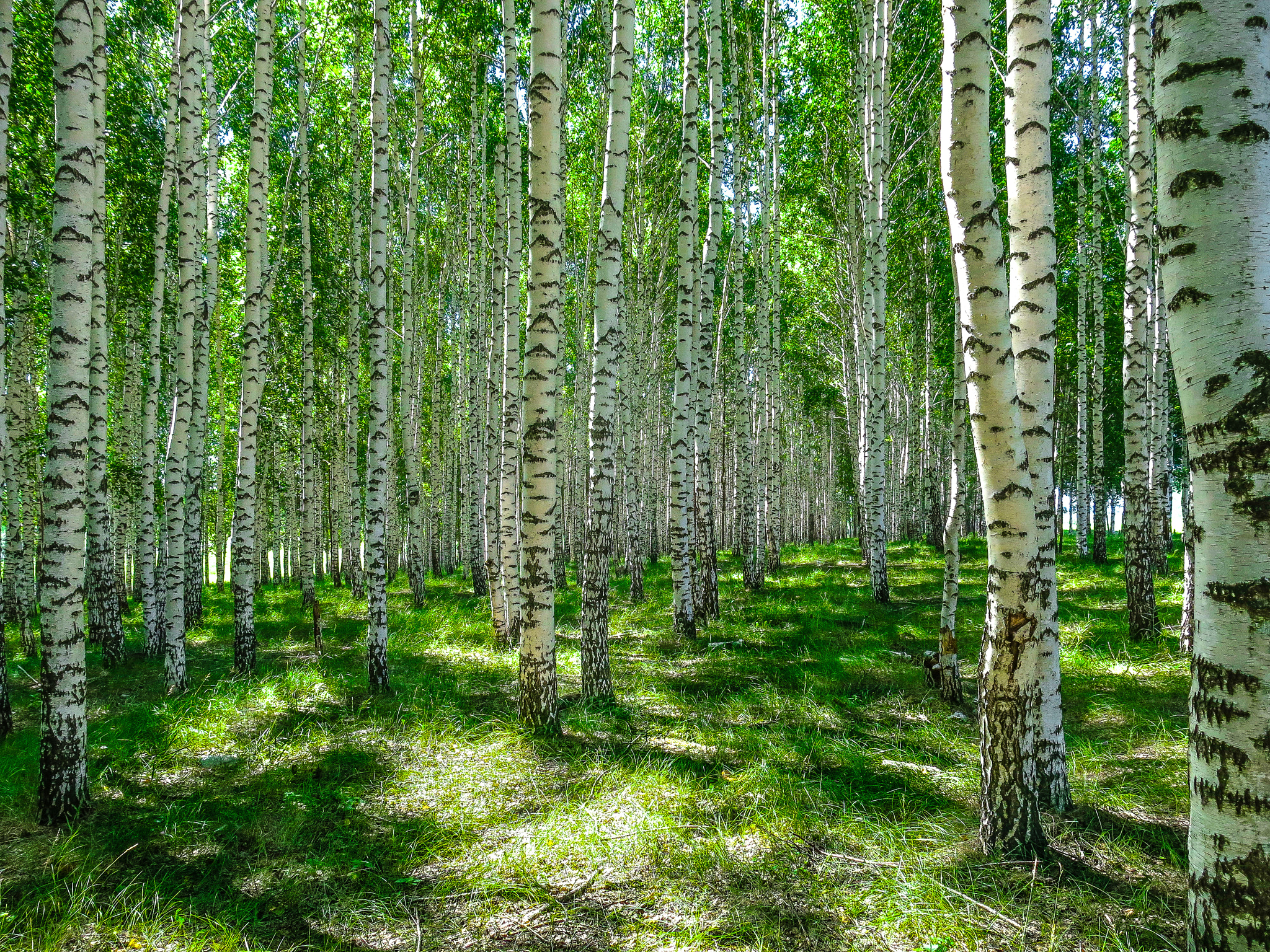 Березовая роща весной фото