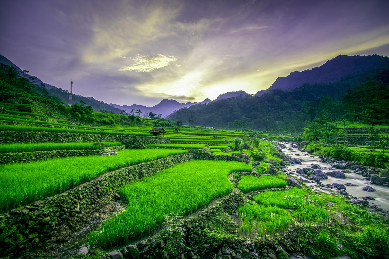 Wallpapers Vietnam rice fields sunset on the desktop