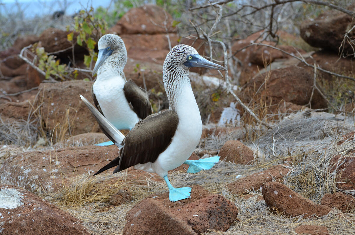 Blue footed piqueros (Galapagos Islands)