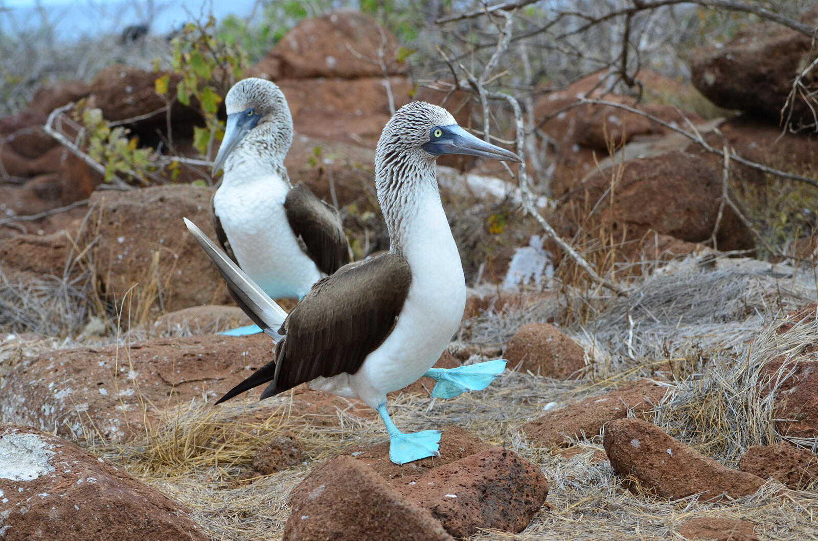 Бесплатное фото Blue footed piqueros (Galapagos Islands)
