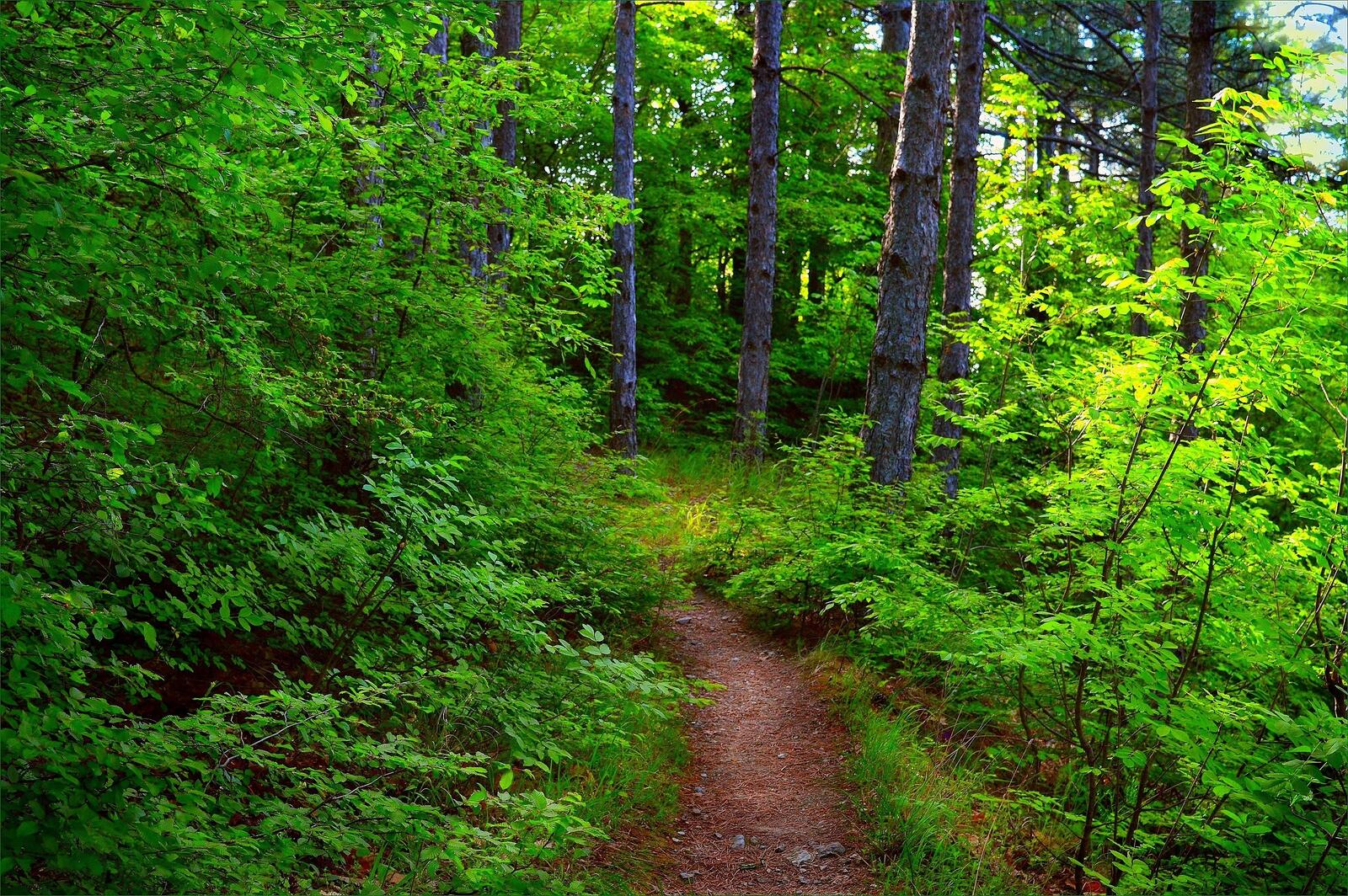 Wallpapers forest footpath nature on the desktop