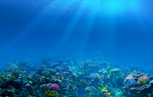коралловый риф глубина море