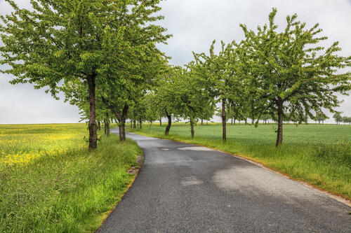 Road through the field