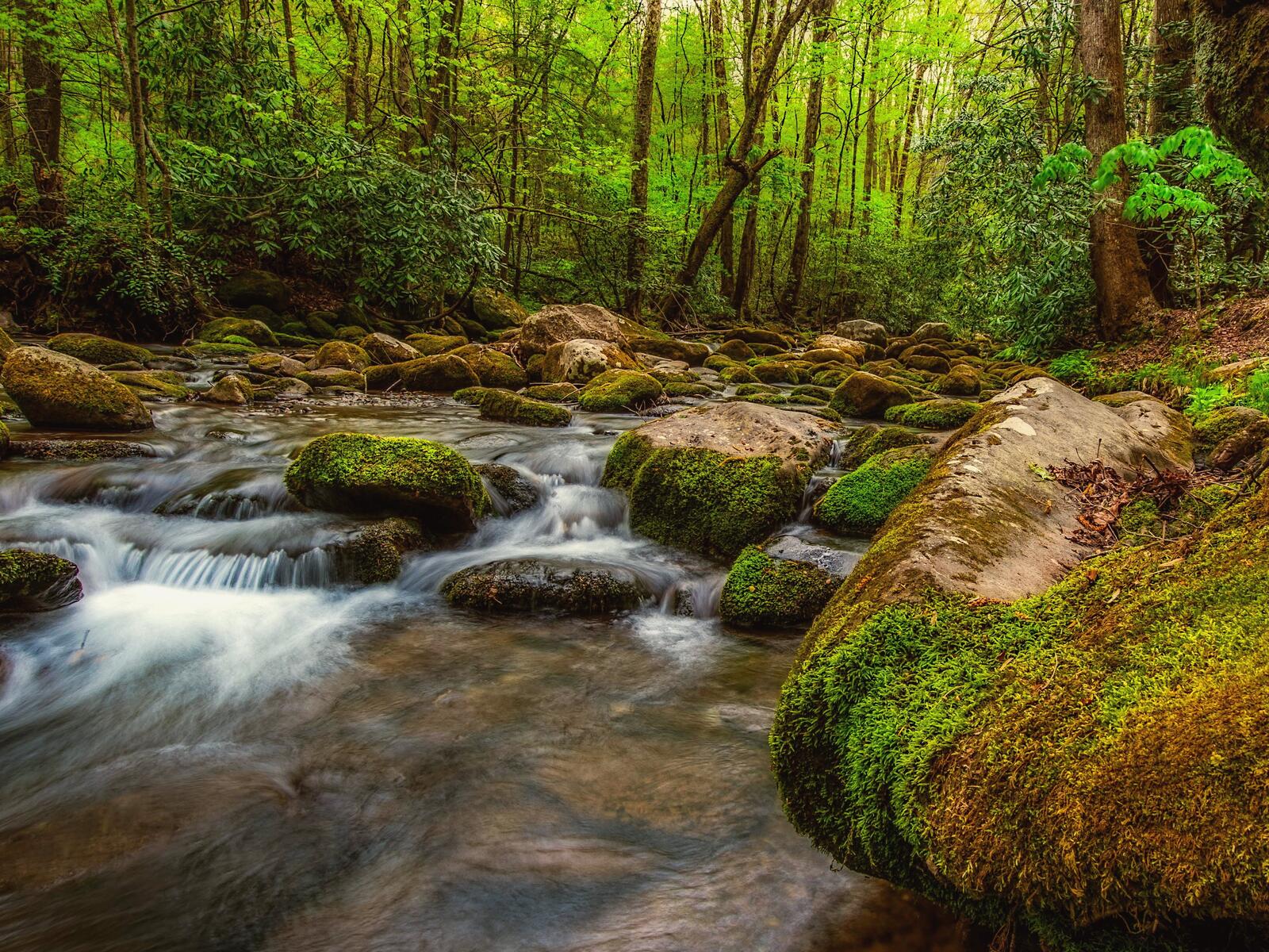 Обои Great Smoky Mountains National Park лес речка на рабочий стол