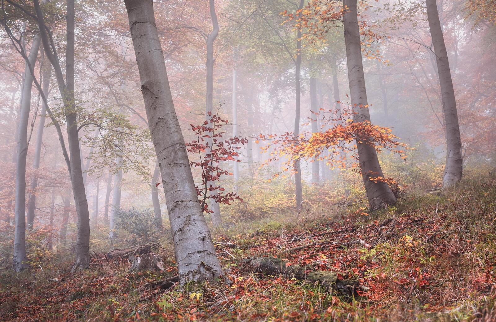Free photo Autumn season in the woods