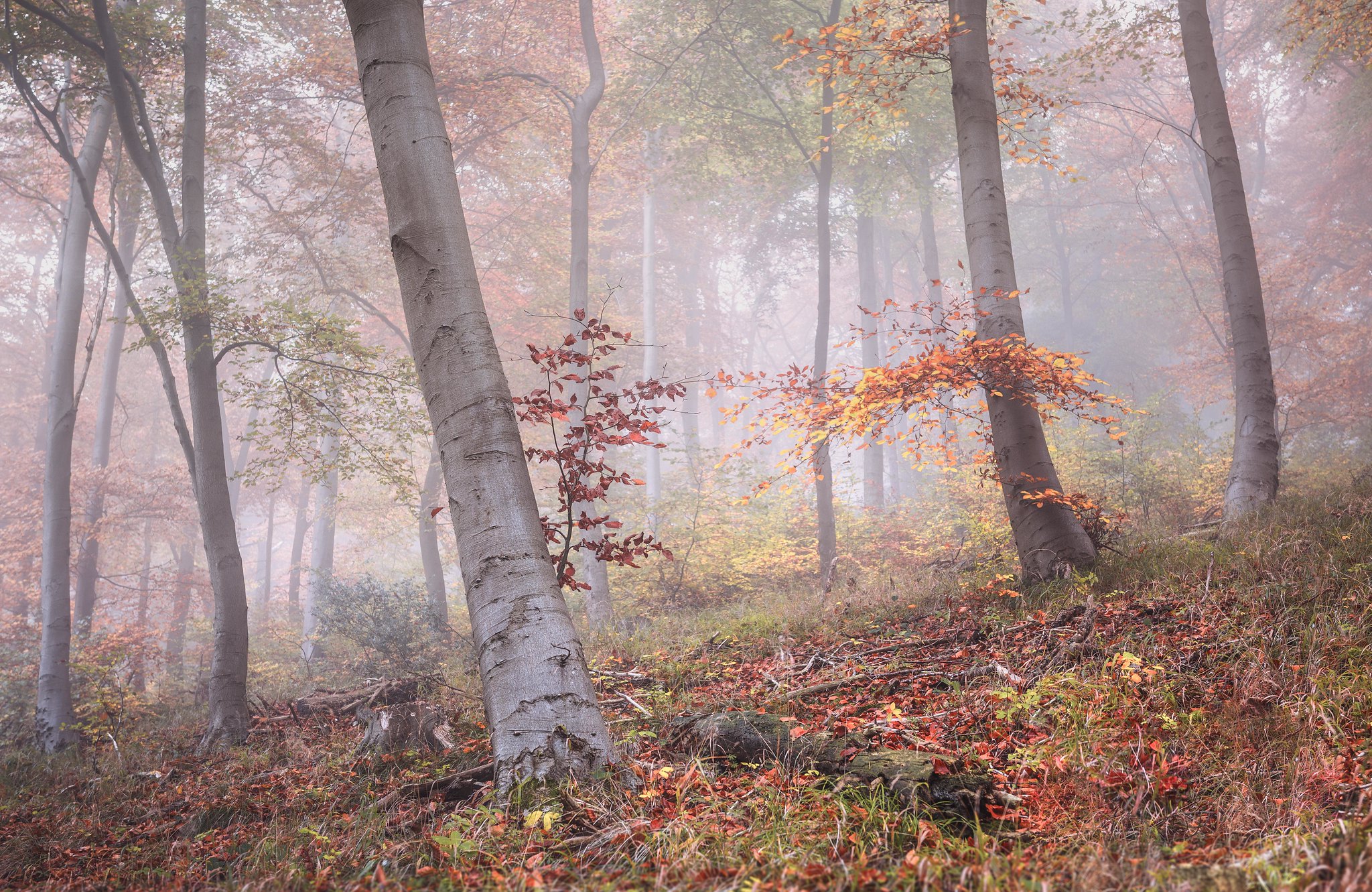 免费照片秋天的森林季节
