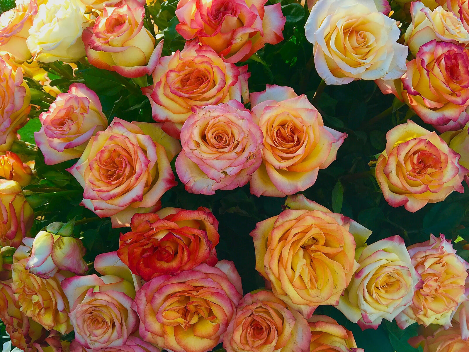 免费照片黄玫瑰花束
