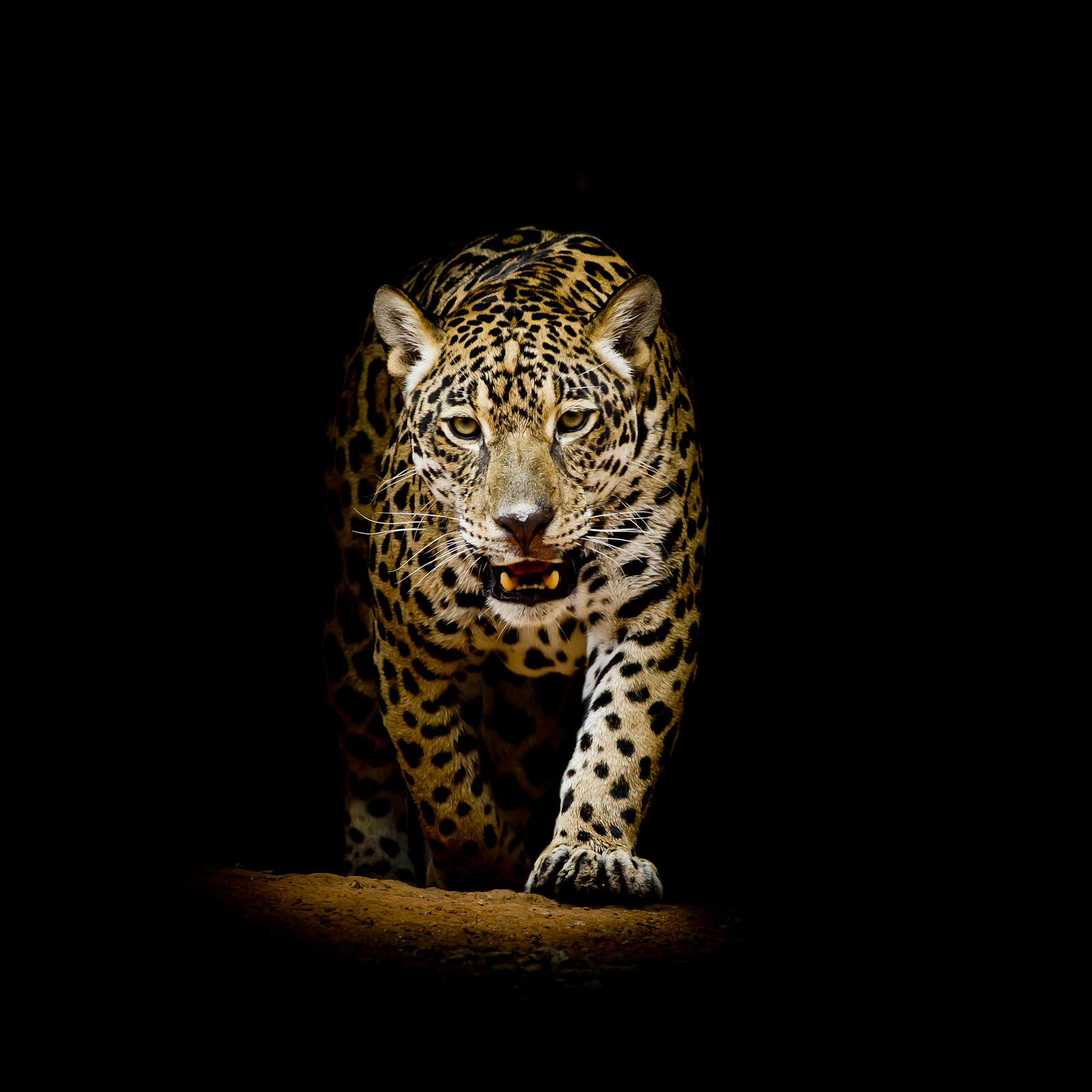 Бесплатное фото Обои на телефон леопард, леопард портрет
