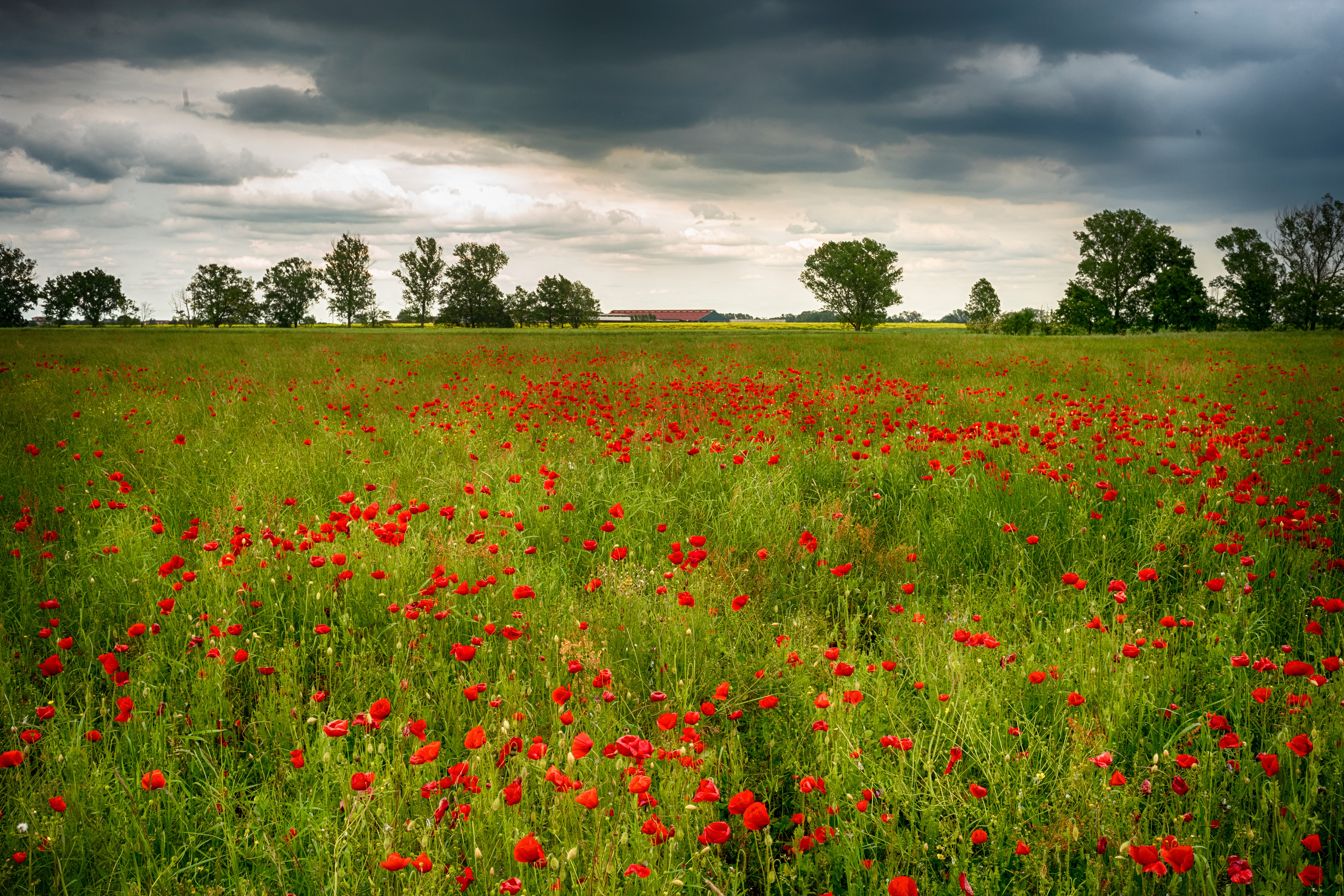 Free photo Clouds over the poppy field