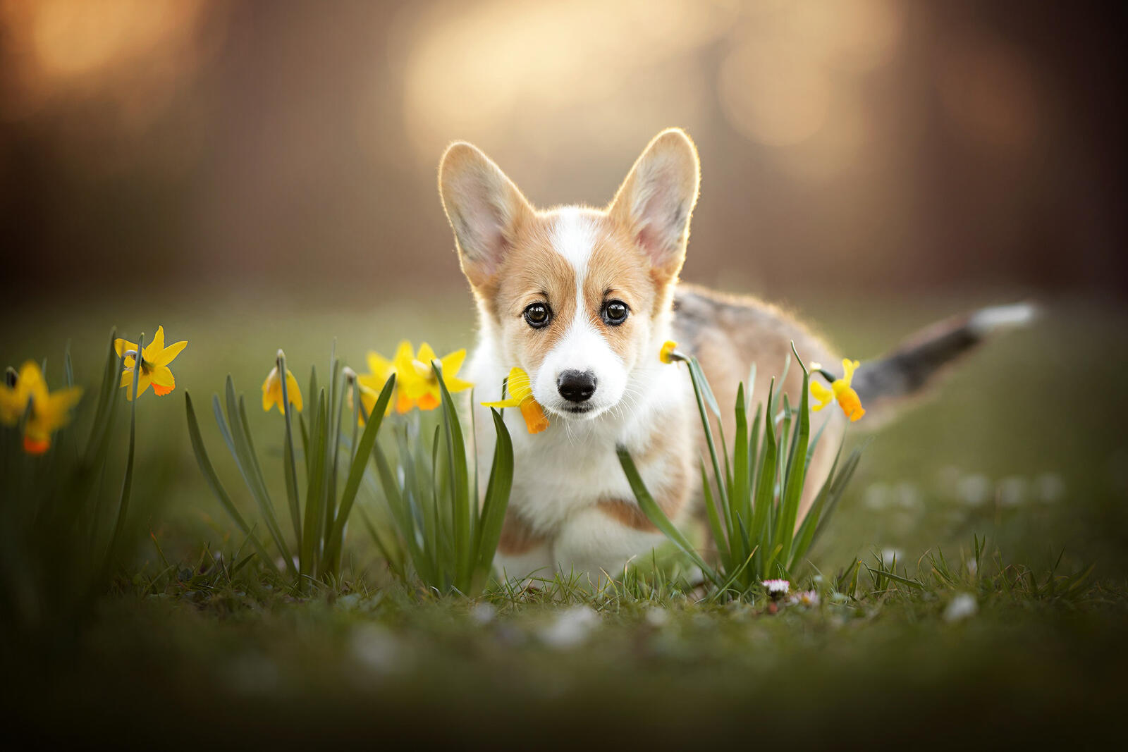 免费照片威尔士柯基犬与水仙花