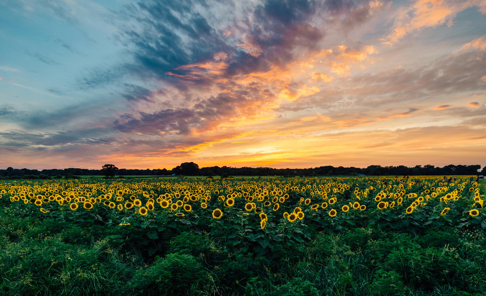 Wallpapers nature sunflowers sunset on the desktop