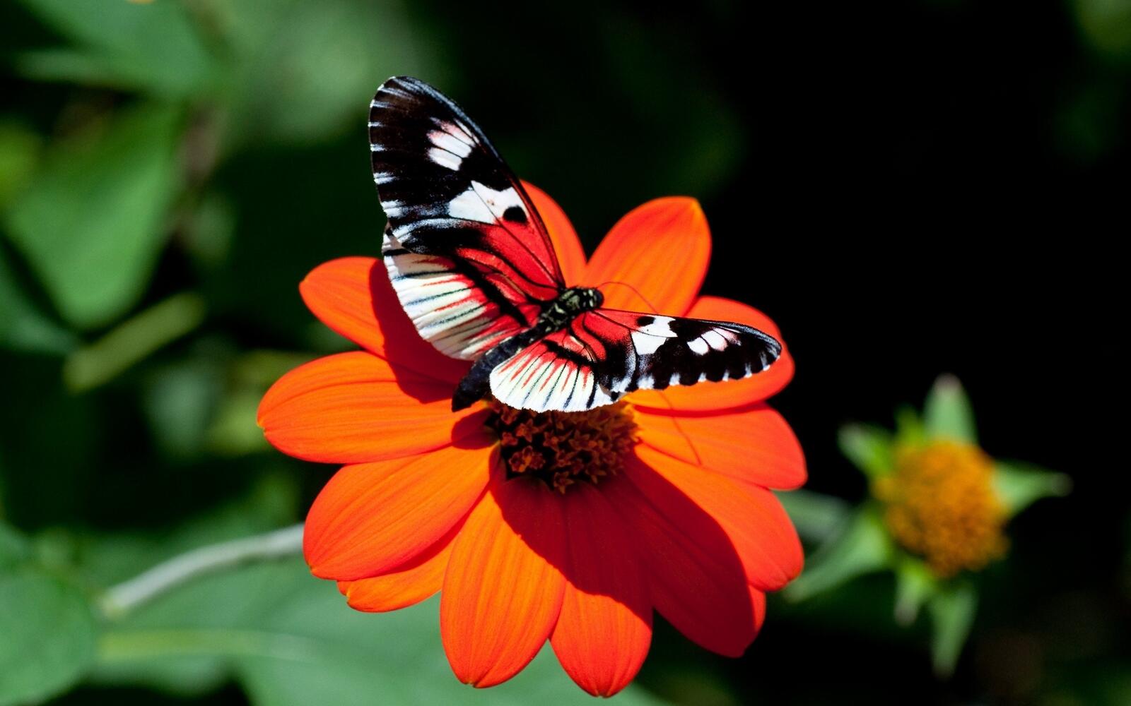 Wallpapers butterfly red nature on the desktop