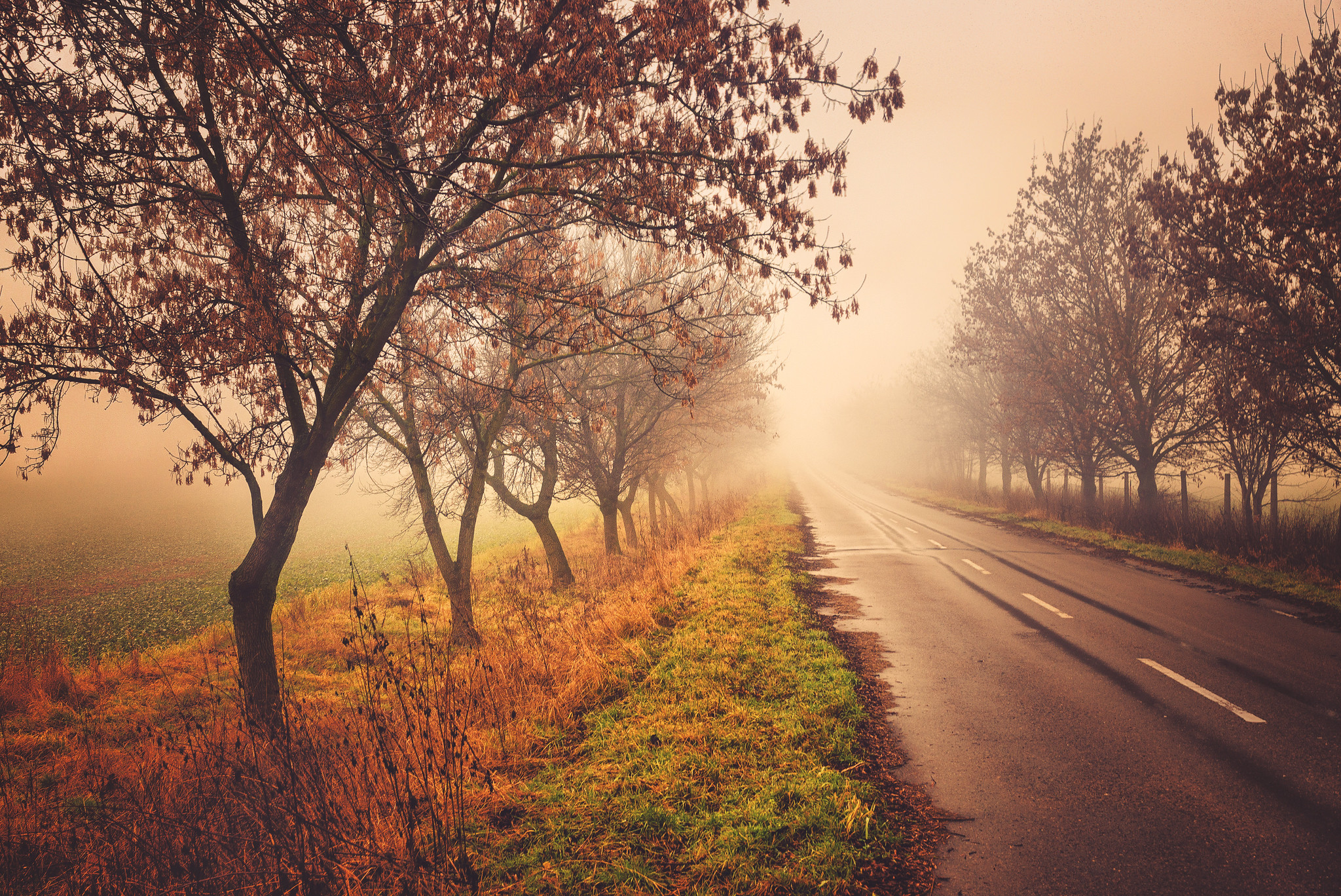 Фото бесплатно туман, дорожки, деревья