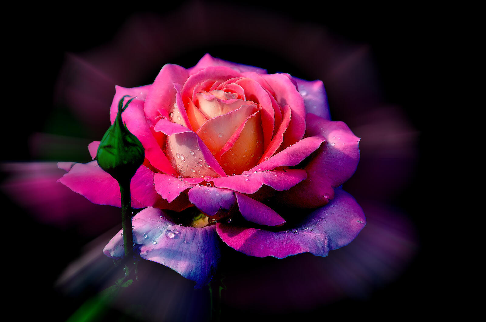 Обои розы цветочная композиция флора на рабочий стол