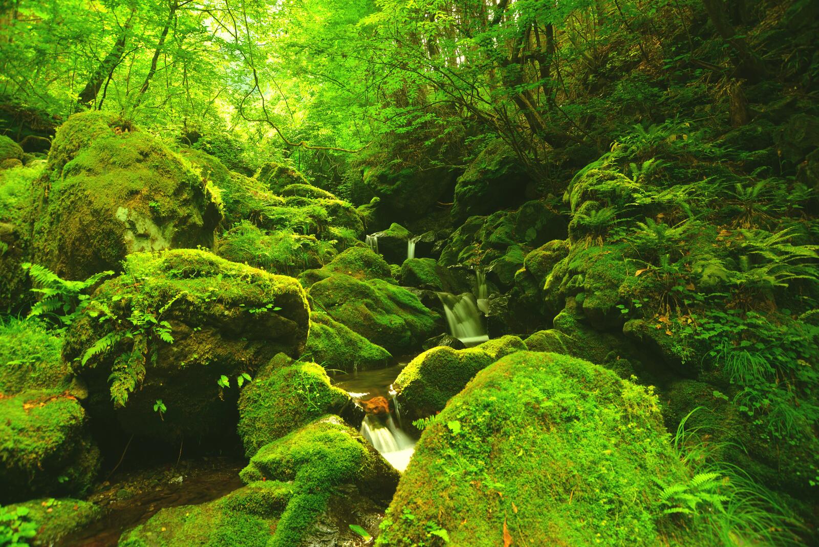 Wallpapers moss trees waterfall on the desktop