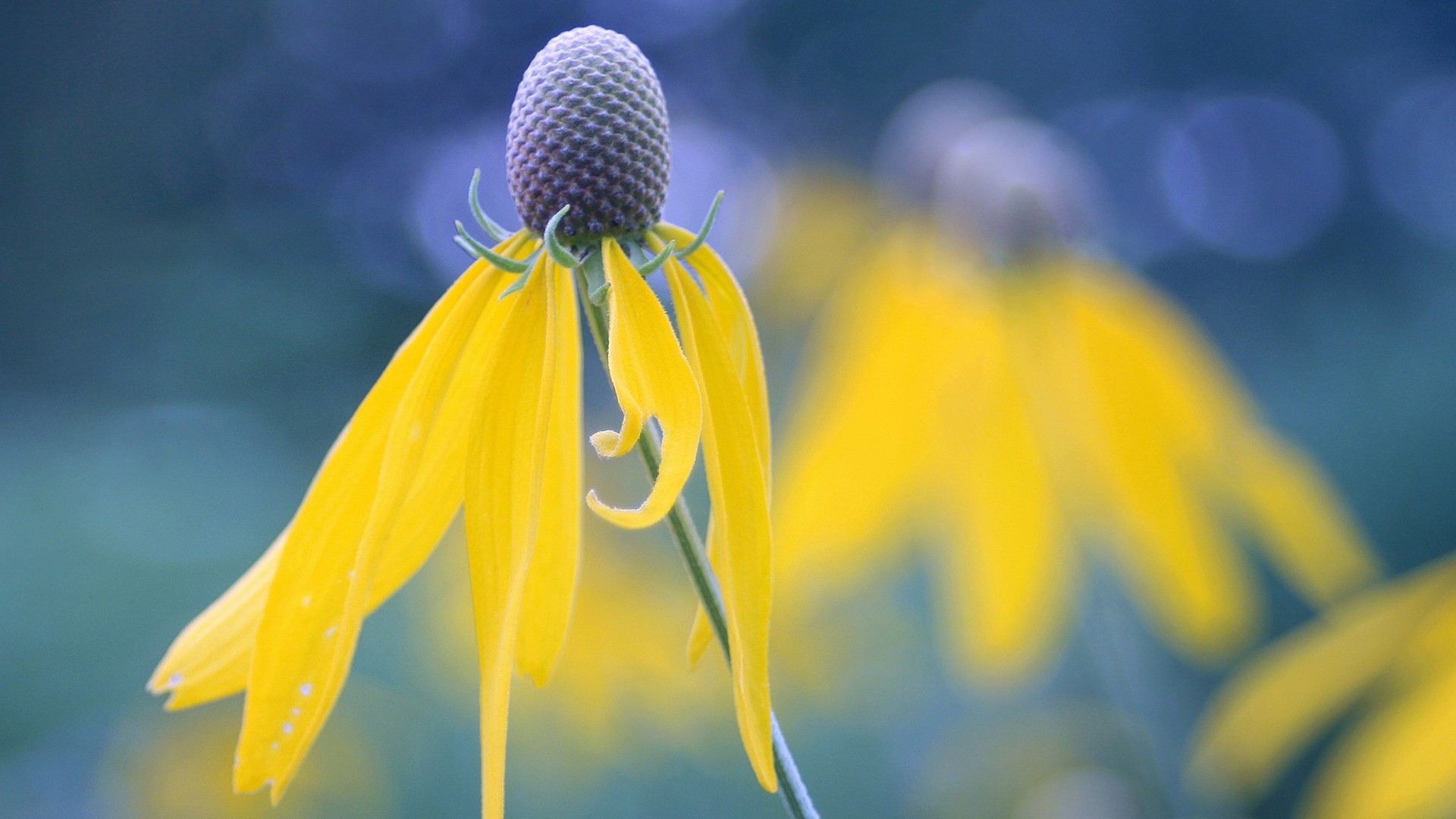 Фото бесплатно природа, макро, жёлтые цветы