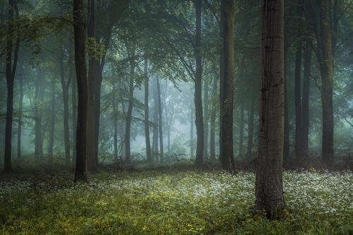 Утро в лесу · бесплатное фото