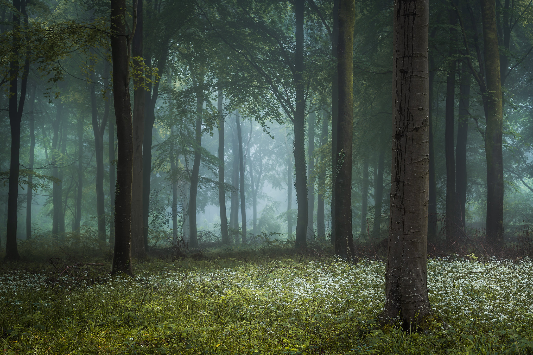 Бесплатное фото Утро в лесу