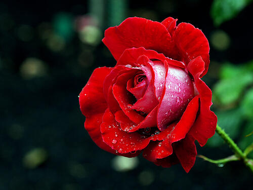 Red rose with drops on petals