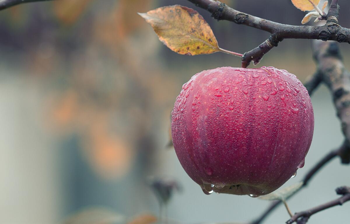 A red apple on a tree in the rain.