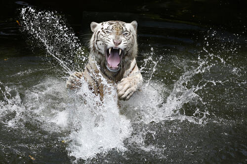Злой белый тигр