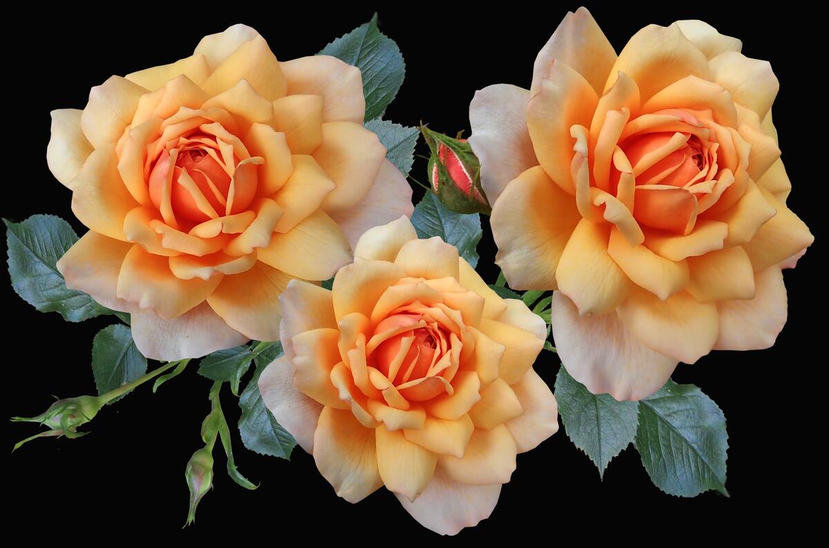 Three orange roses with white petals