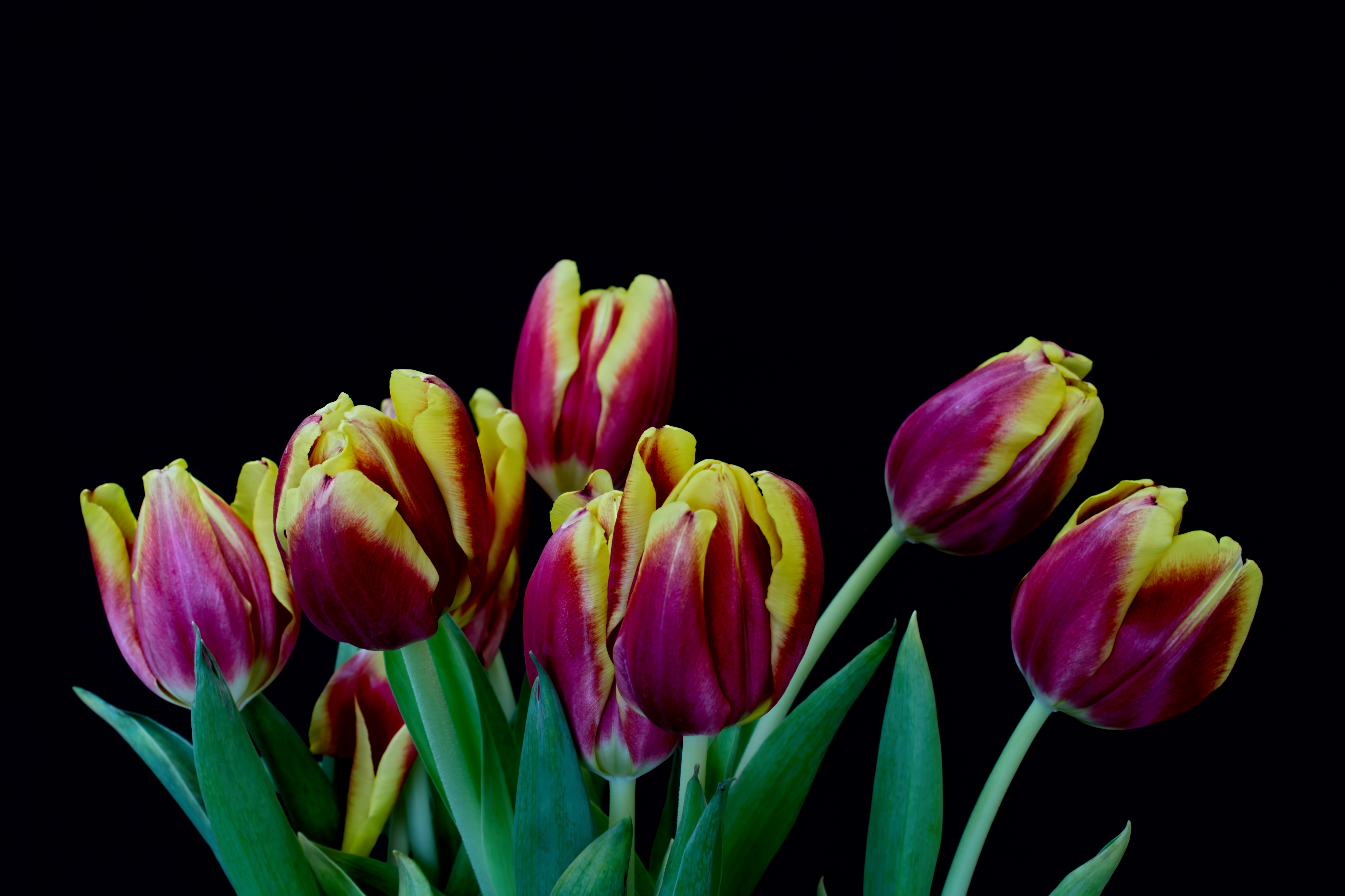 Wallpapers beautiful tulips flowers on the desktop