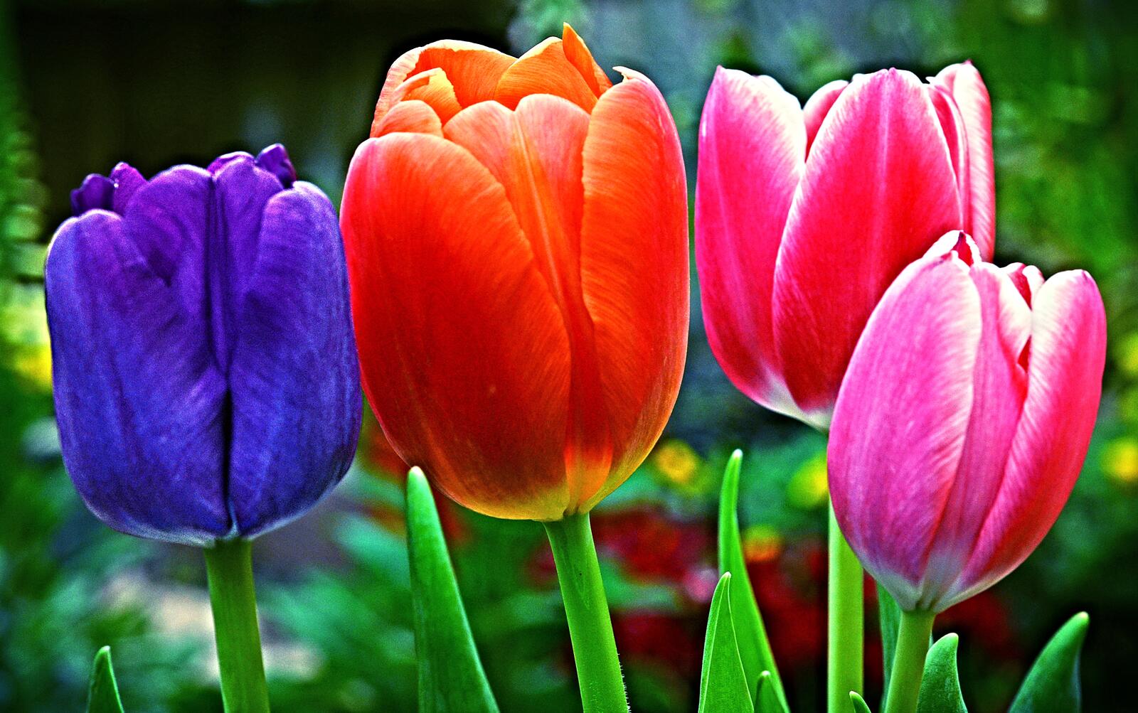 Wallpapers colorful tulips flowers on the desktop
