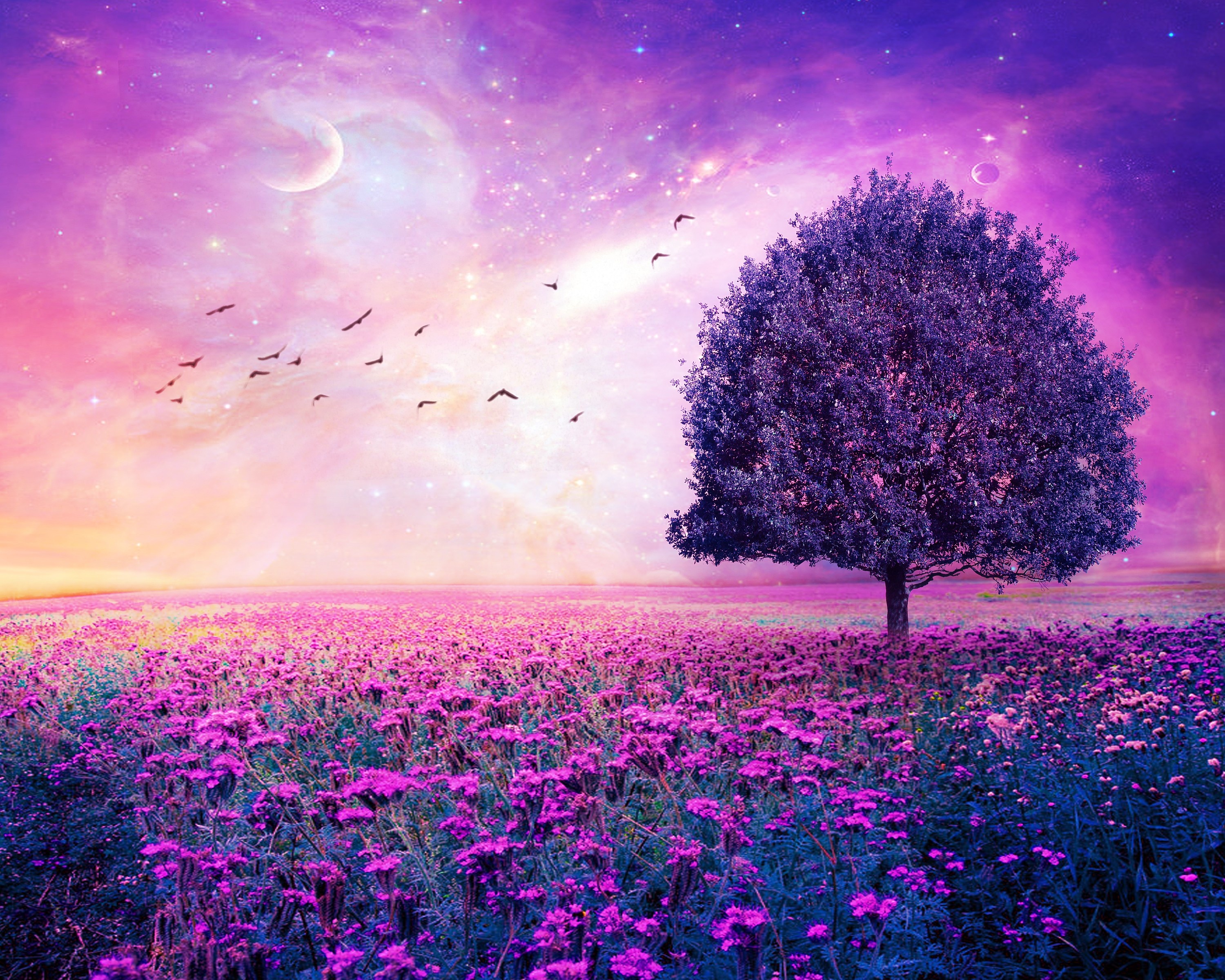 Фото бесплатно розовые цветы, полевые цветы, одинокое дерево