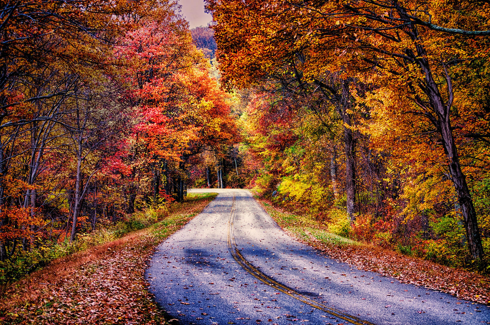 Wallpapers road through the forest landscape road on the desktop