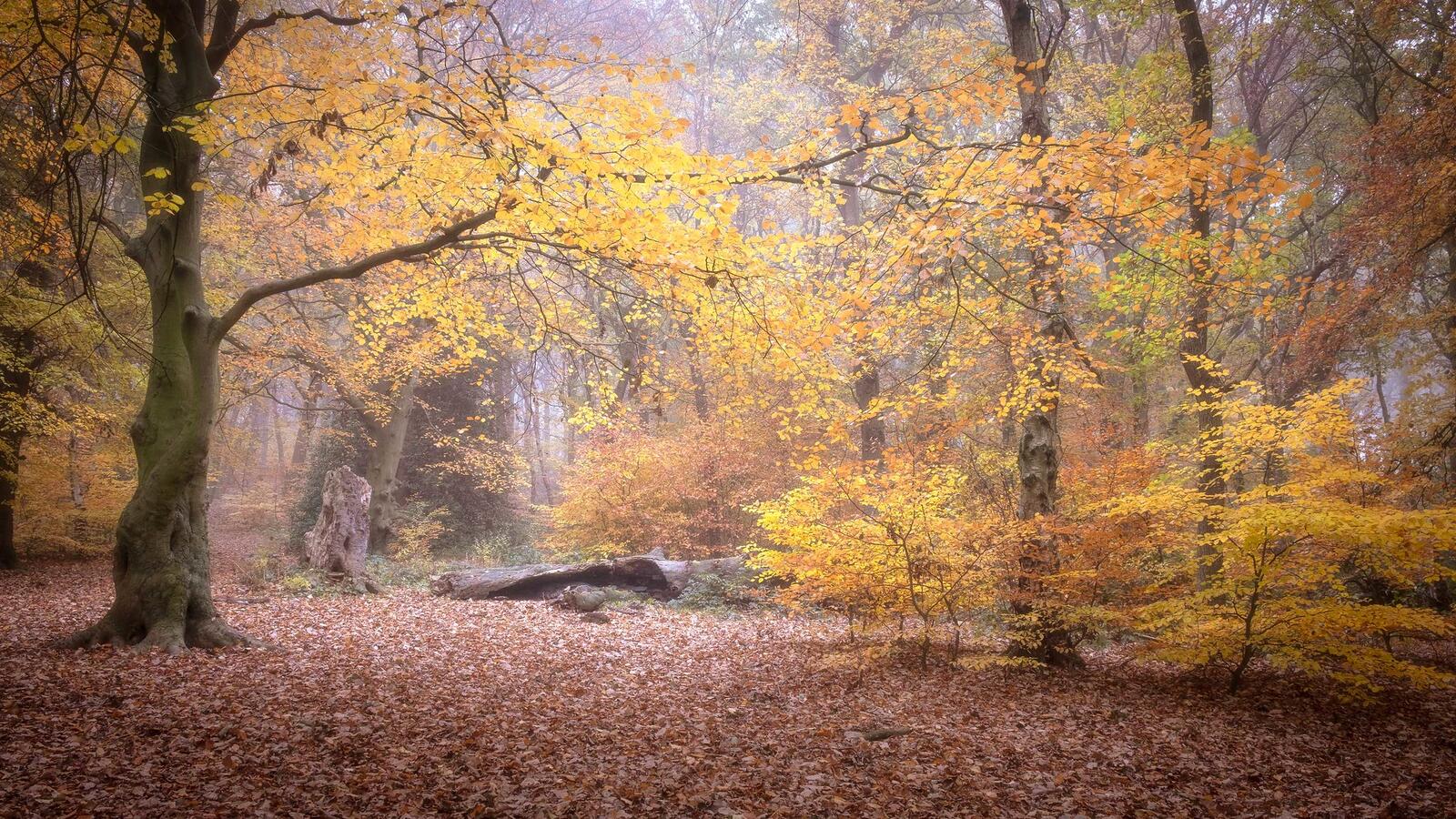 Бесплатное фото Старые деревья осенью