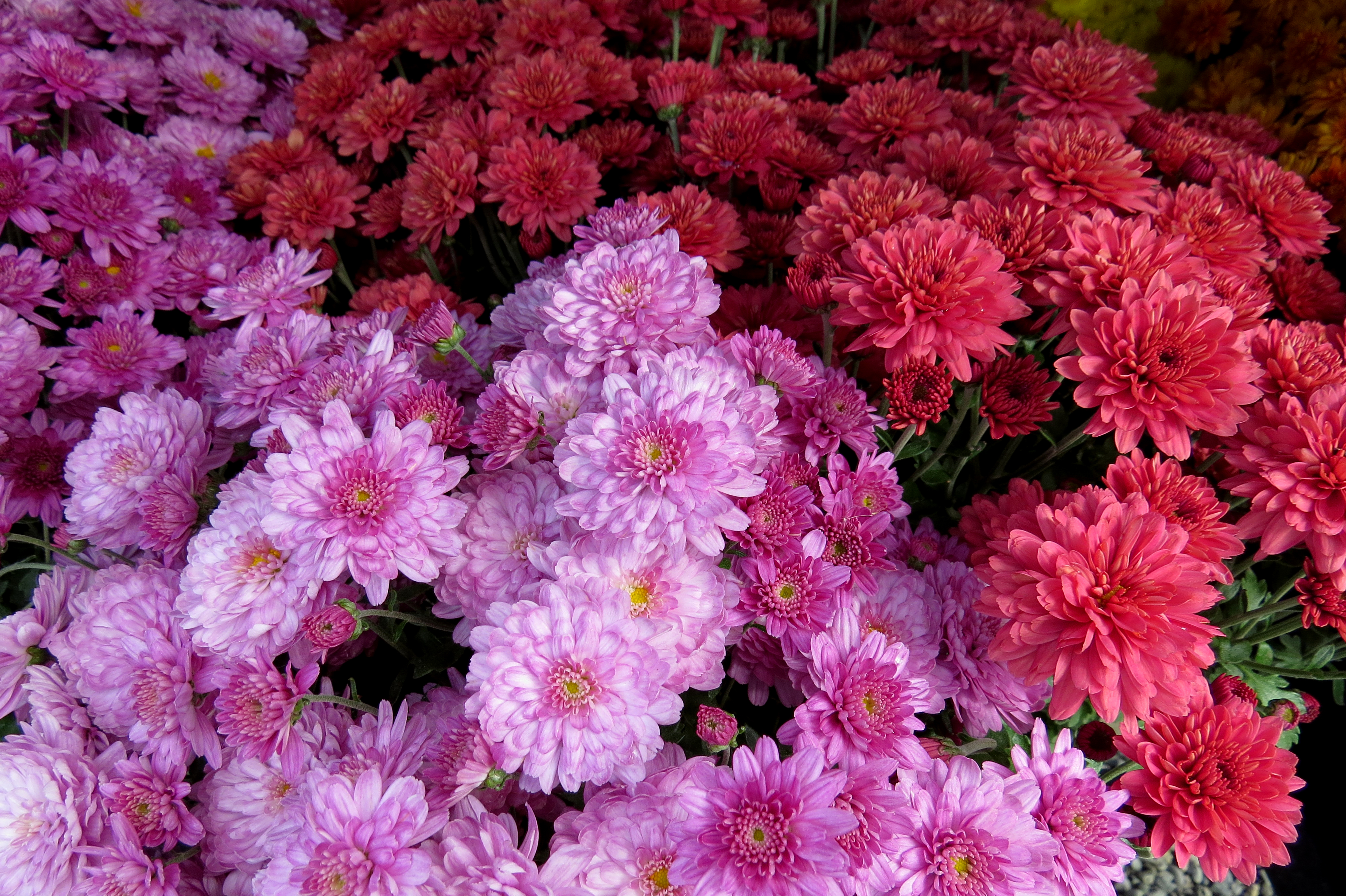 Фото бесплатно Цветочная композиция, хризантема, цветок