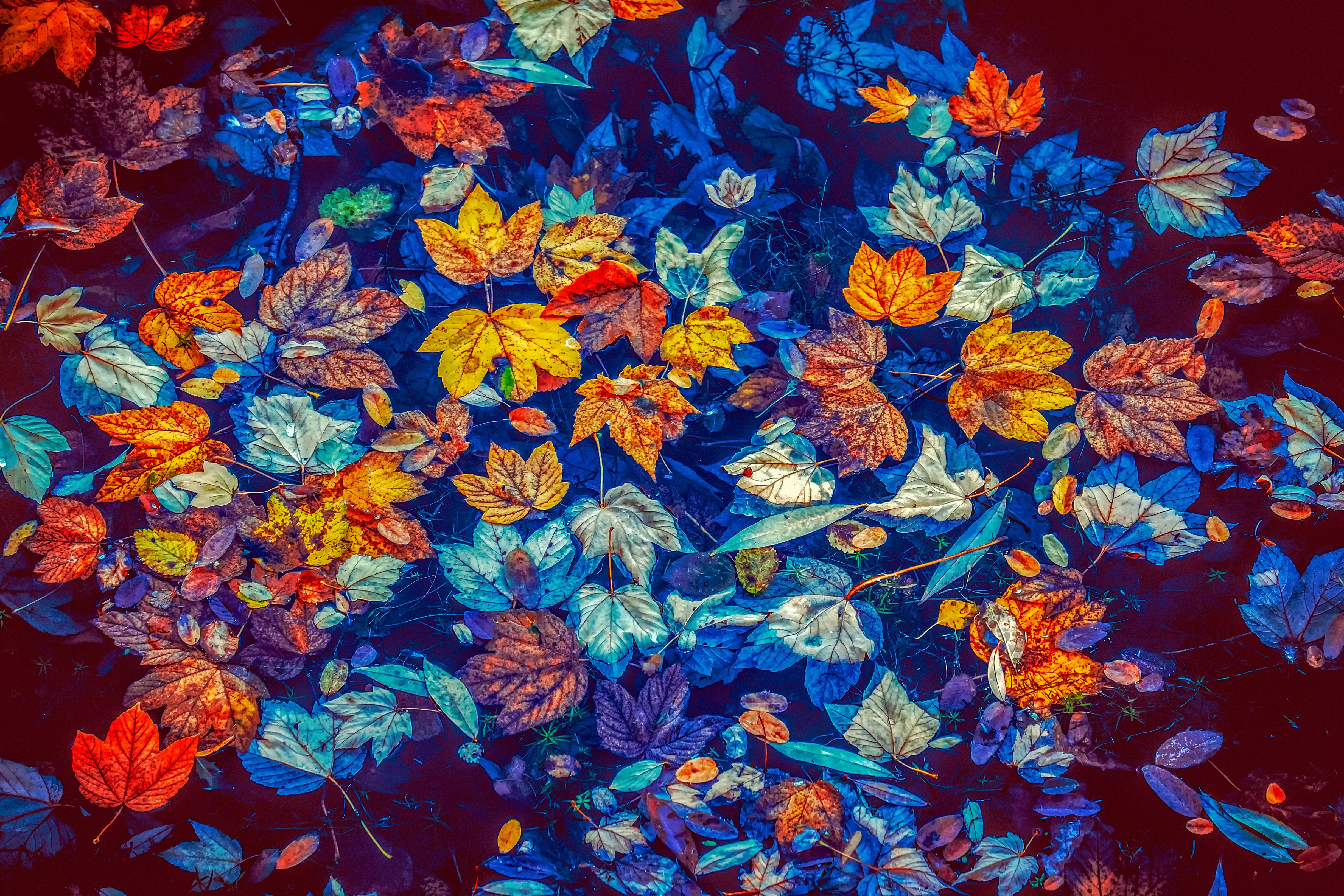 Wallpapers autumn pond autumn leaves autumn colors on the desktop