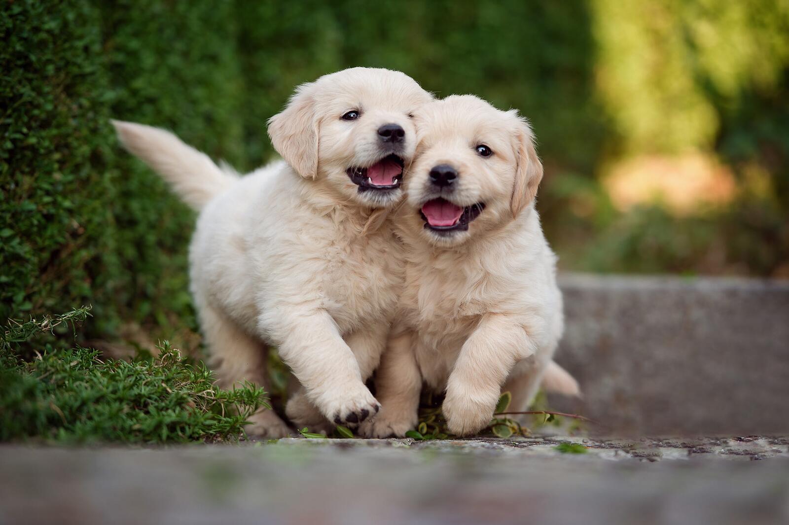 免费照片两个猎犬宝宝