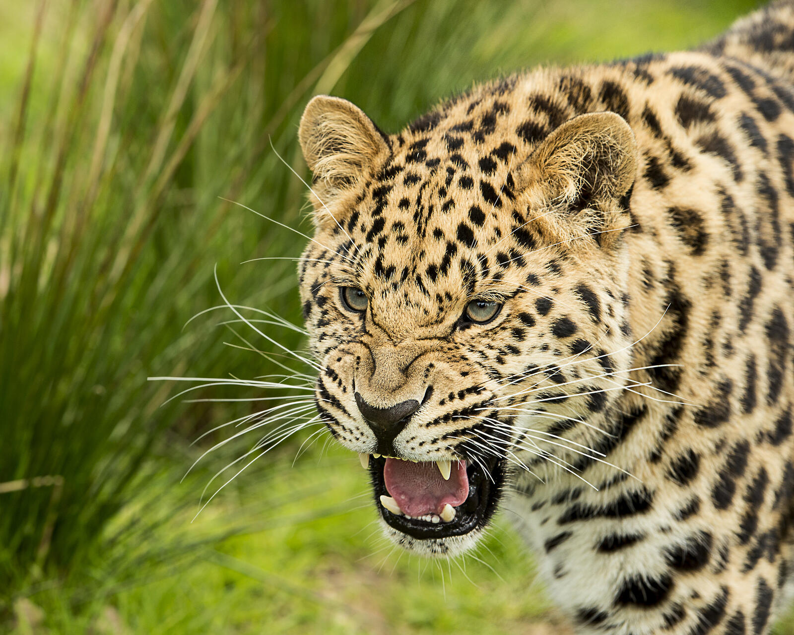 Wallpapers fangs jaws leopard grin big cat on the desktop