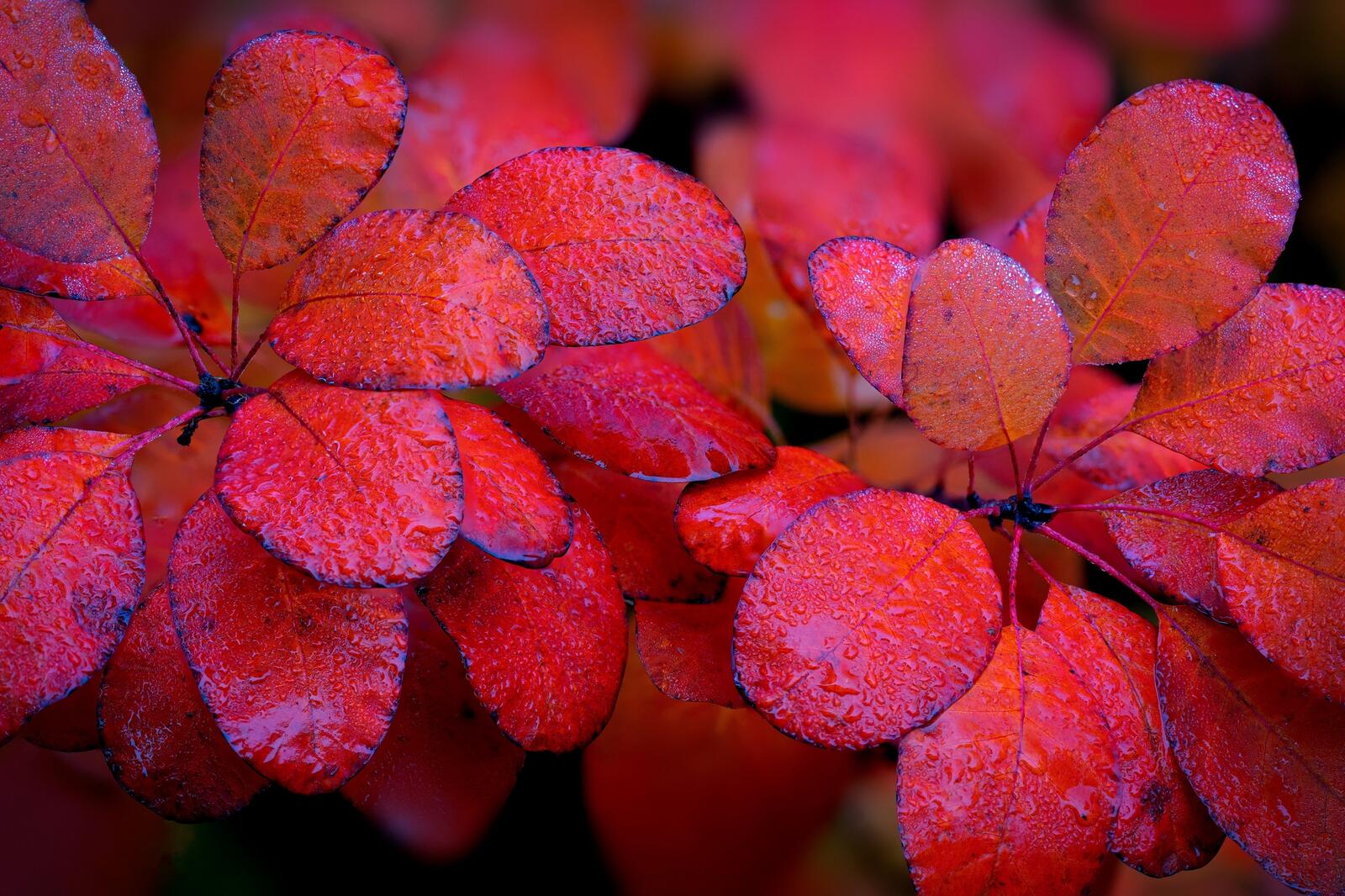 Wallpapers autumn leaves bushes branches on the desktop