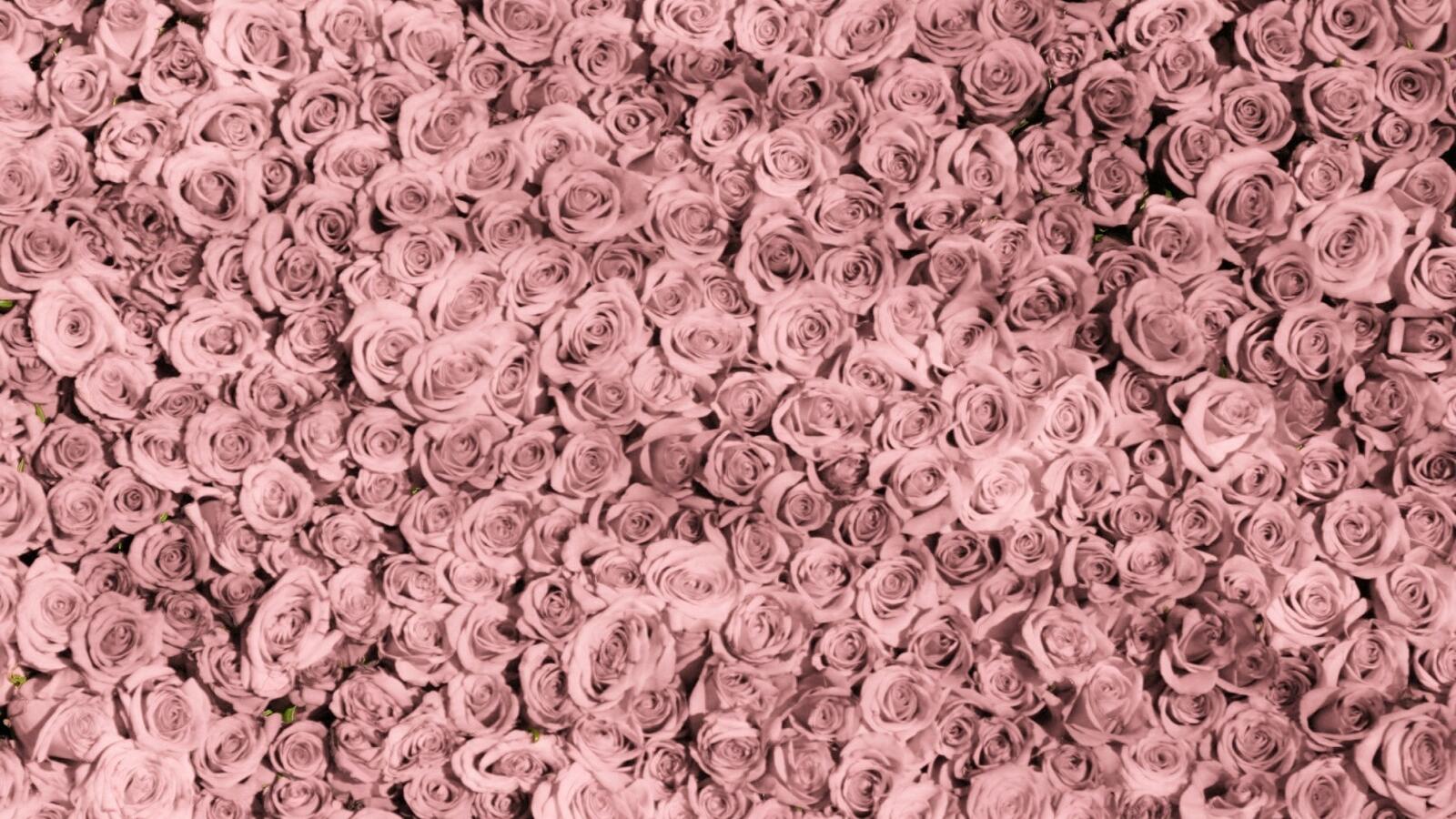 桌面上的壁纸玫瑰 粉红玫瑰 花蕾
