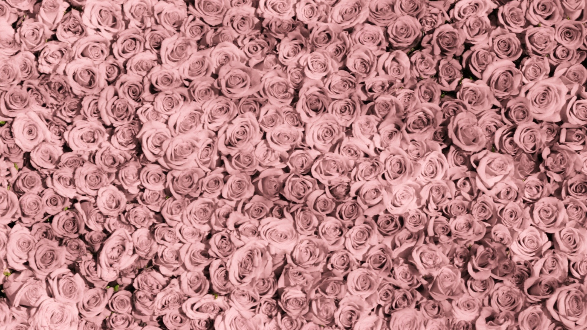 Обои розы розовые розы бутоны на рабочий стол