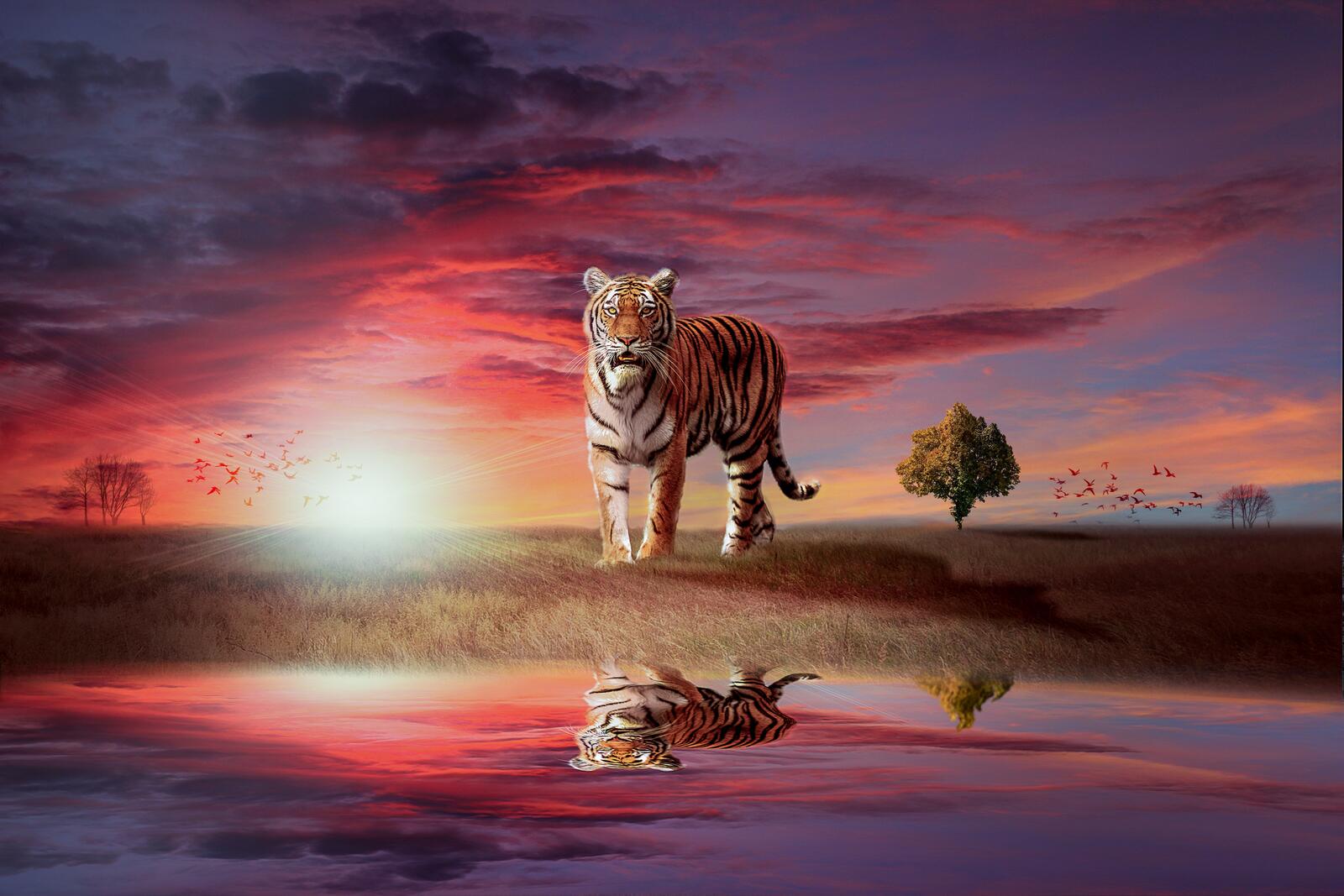 Wallpapers tiger predator sunset on the desktop