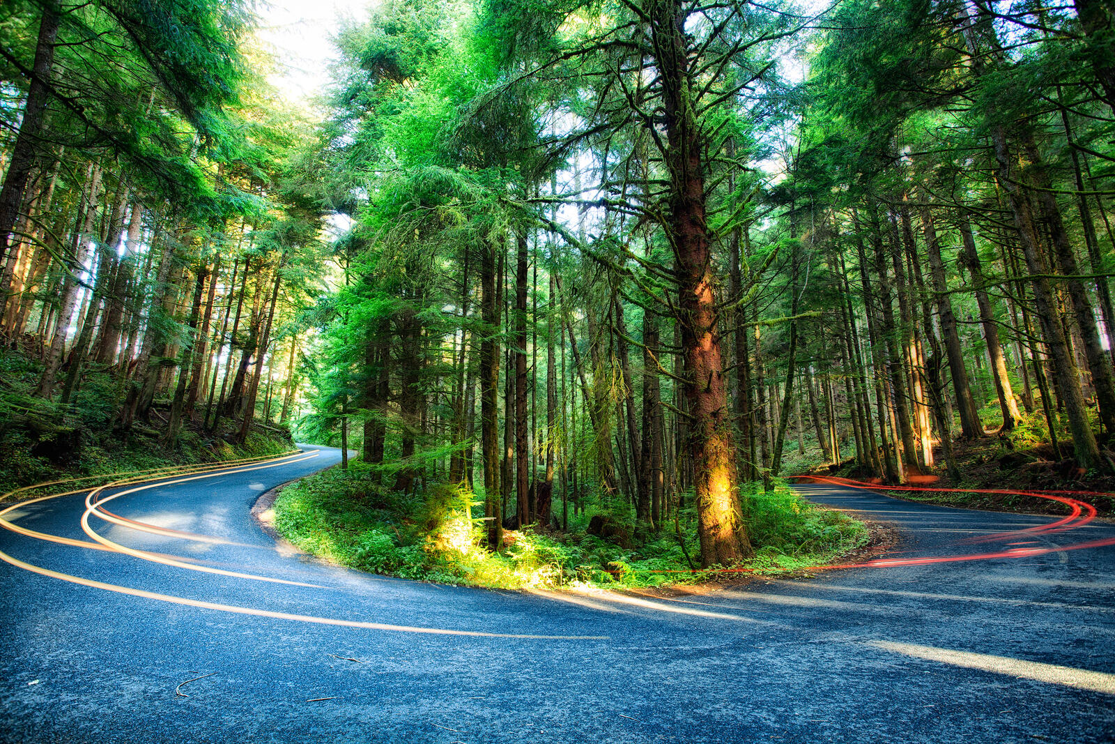 Wallpapers Curvy Forest Road Oregon road on the desktop