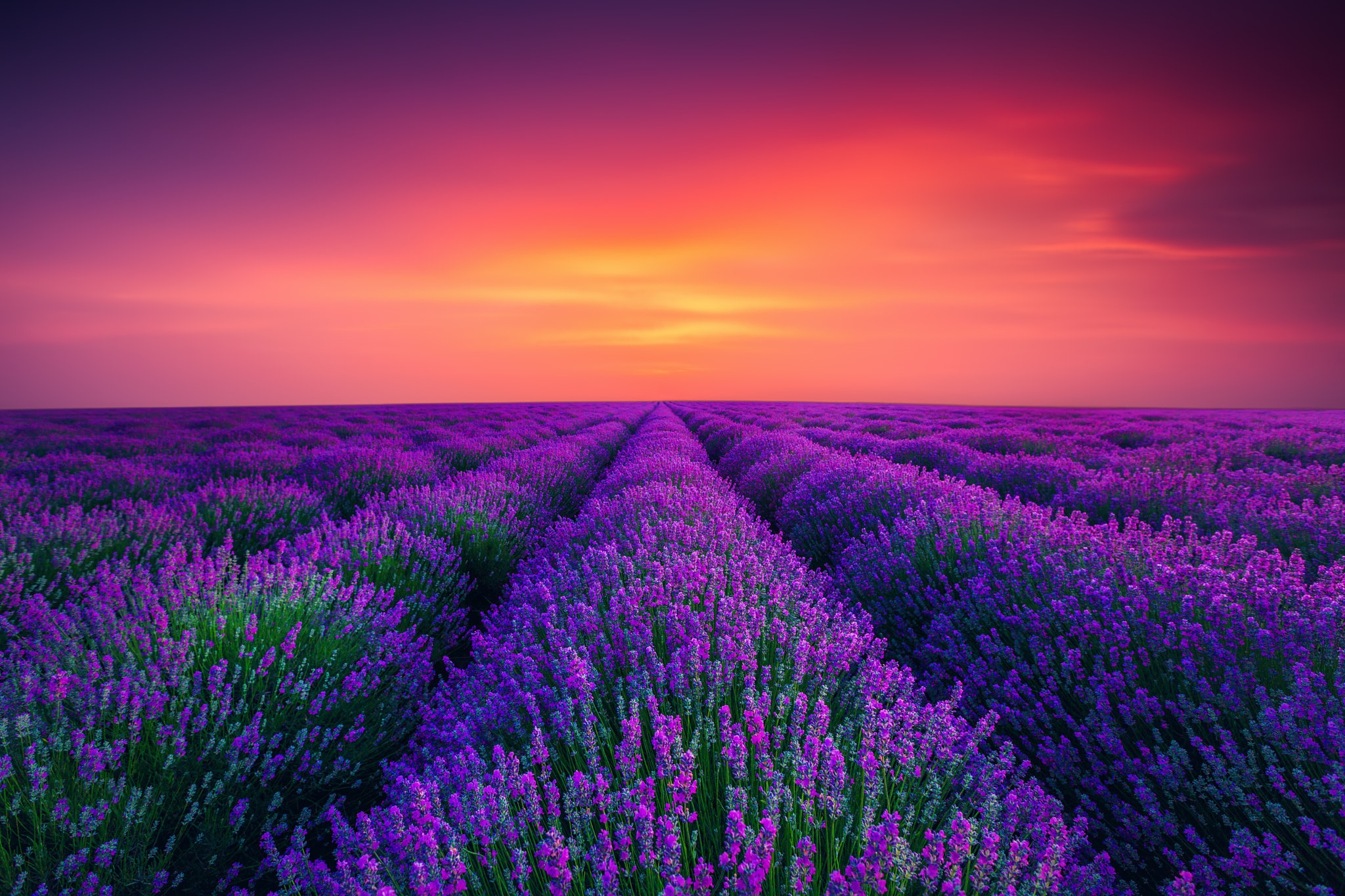 Wallpapers lavender field sunset lavender flowers on the desktop