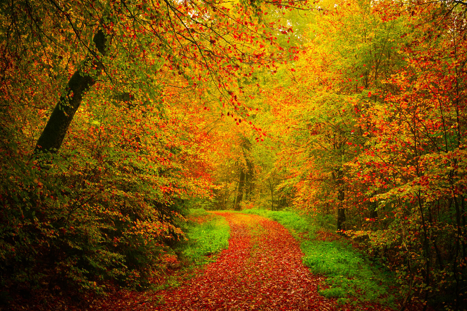 Wallpapers landscape autumn forest forest on the desktop