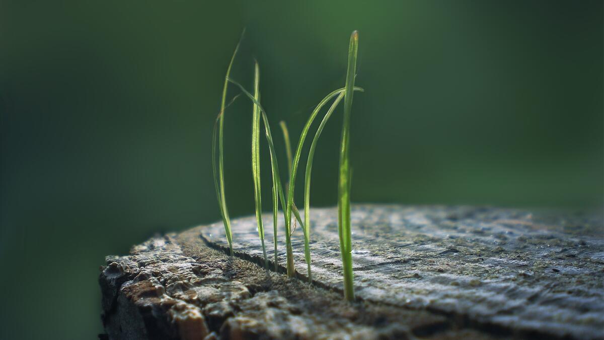 Grass growing out of the stump