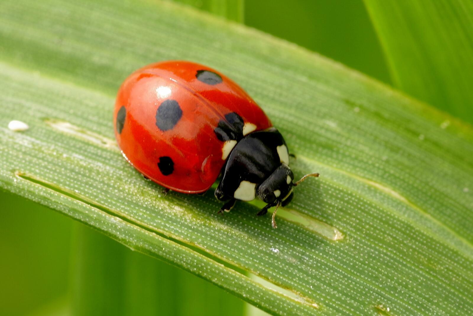 Color ladybugs