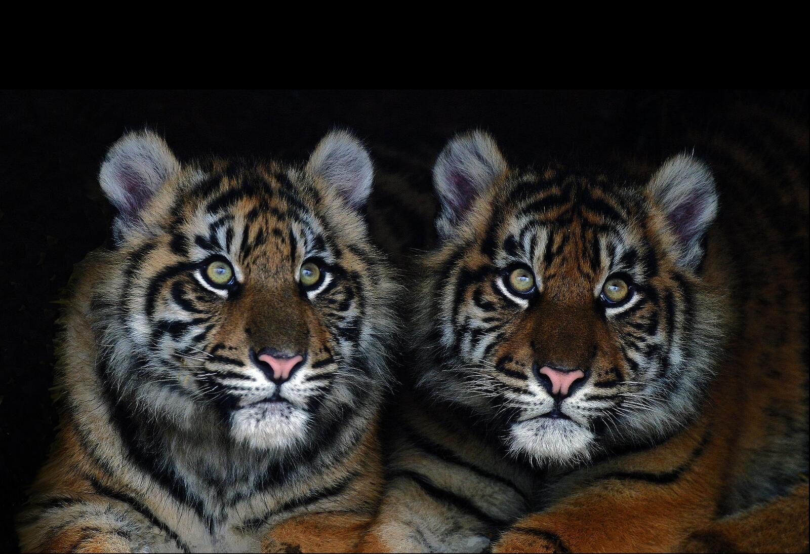 Обои тигрята хищники тигр на рабочий стол