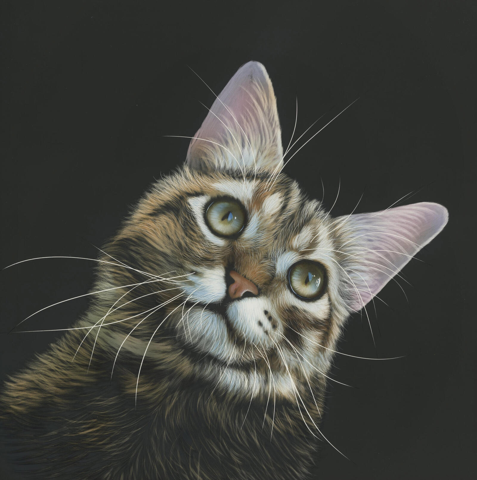 Wallpapers cat painting animals on the desktop